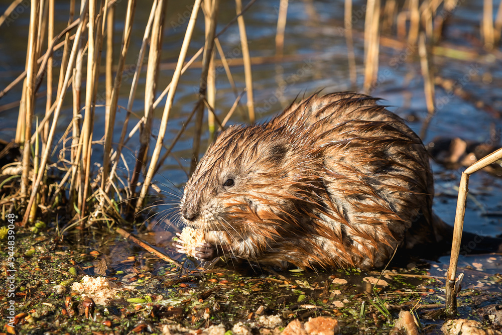 A wet muskrat sits on the shore of the lake and eats. Wet fur. Wildlife. Funny face. A wet muskrat sits on the shore of the lake and eats. Wet fur. Wildlife. Funny face.