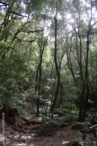 Naturaleza de Garajonay - La Gomera