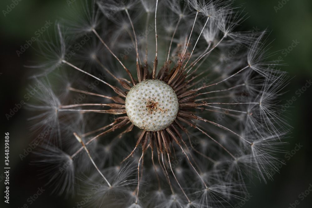Fototapeta premium dandelion seed head