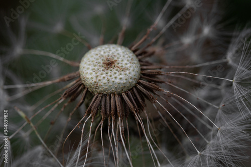 dandelion seed head