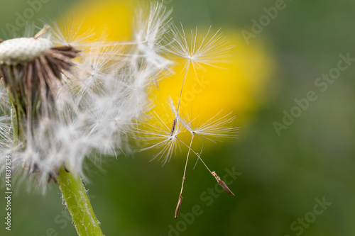 dandelion seeds in the wind