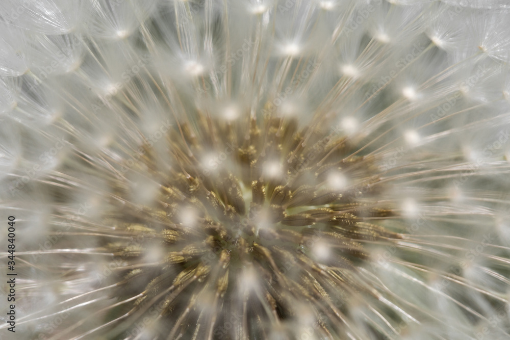 Naklejka premium dandelion seed head