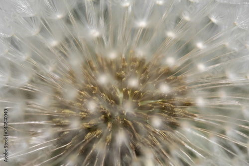 dandelion seed head © singerfotos