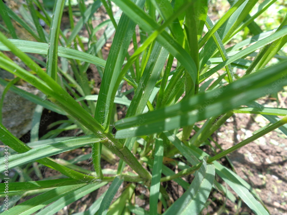 Close up green Eleusine indica (Indian goosegrass, yard grass, goosegrass, wiregrass, crow foot grass, lulangan). This plant is a species of grass in the family Poaceae. It is a small annual grass. Close up green Eleusine indica (Indian goosegrass, yard grass, goosegrass, wiregrass, crow foot grass, lulangan). This plant is a species of grass in the family Poaceae. It is a small annual grass.