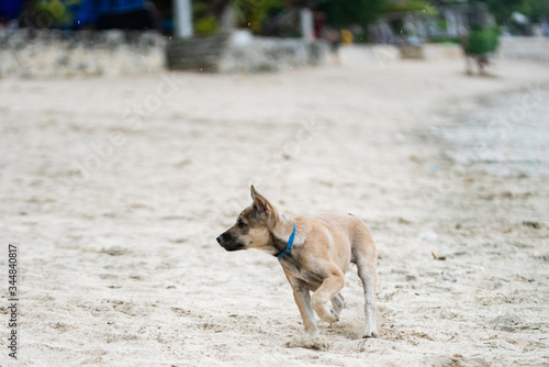 dog on the beach © Mitsuru Kumazawa