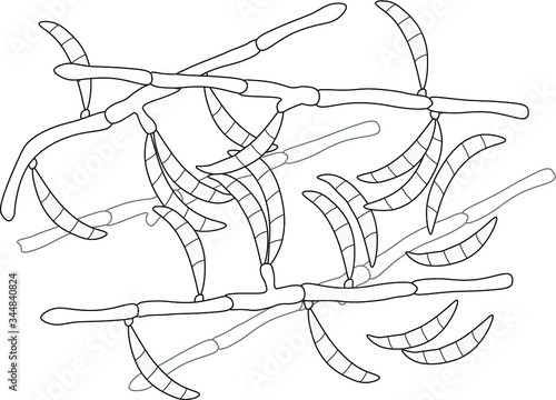 Structure of Fusarium