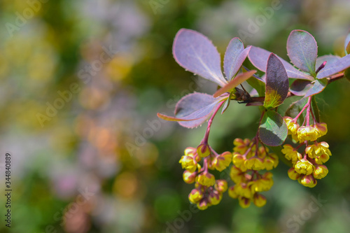 Barberry branch in flower in the garden, beautiful bright yellow flowers on a Sunny day