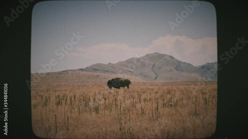 A lone bison buffalo standing in the middle of a field on Antelope Island, near the Great Salt Lake, UTAH with mountain peaks in the background. VINTAGE FILM. 
