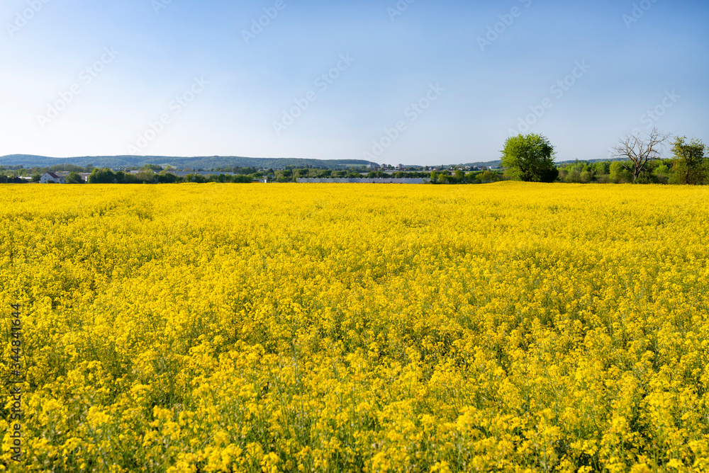 Ripened rapeseed on a field in western Germany, in the background a blue sky, natural light.