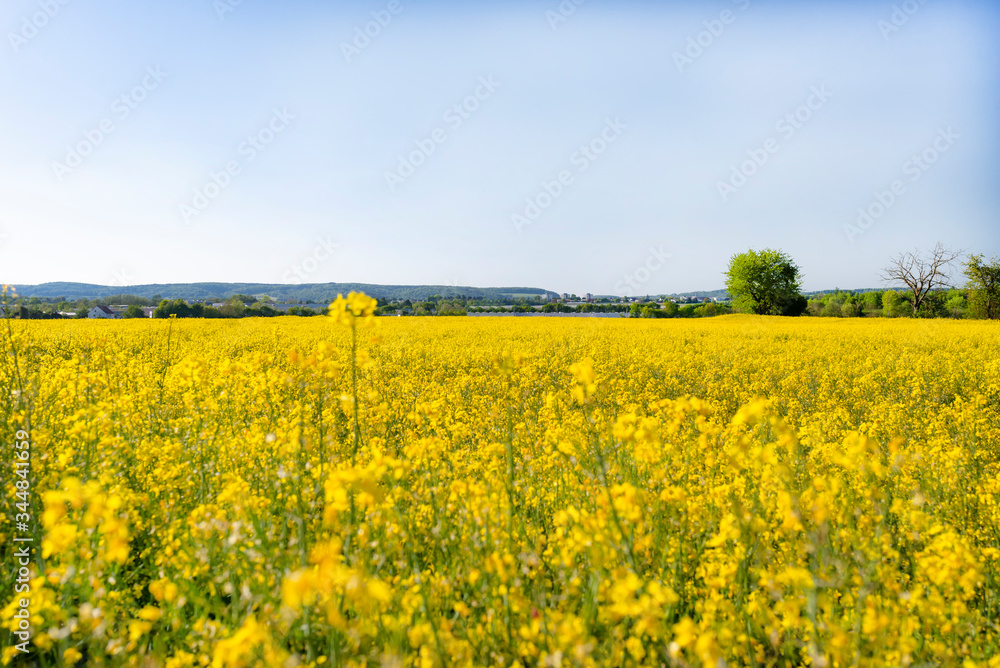Ripened rapeseed on a field in western Germany, in the background a blue sky, natural light.
