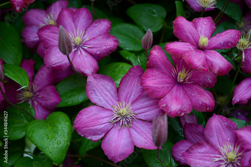 Purple clematis flower with green leaves in the shade with raindrops, texture, background, yellow core, close up, macro