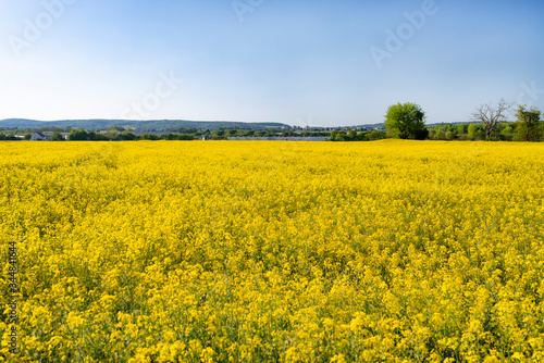 Ripened rapeseed on a field in western Germany, in the background a blue sky, natural light. © Michal