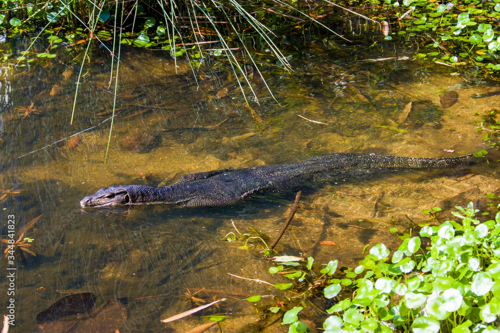 an Asian water monitor(Varanus salvator) is doing sun bath in Sungei Buloh Wetland Reserve Singapore.
It is a large varanid lizard native to South and Southeast Asia. an Asian water monitor(Varanus salvator) is doing sun bath in Sungei Buloh Wetland Reserve Singapore.
It is a large varanid lizard native to South and Southeast Asia.