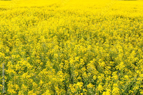 Background made of ripening rape in the field on a beautiful sunny day, natural light.