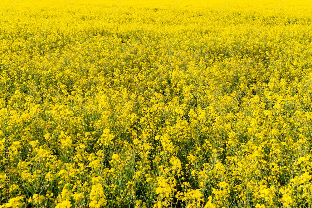 Background made of ripening rape in the field on a beautiful sunny day, natural light. Background made of ripening rape in the field on a beautiful sunny day, natural light.