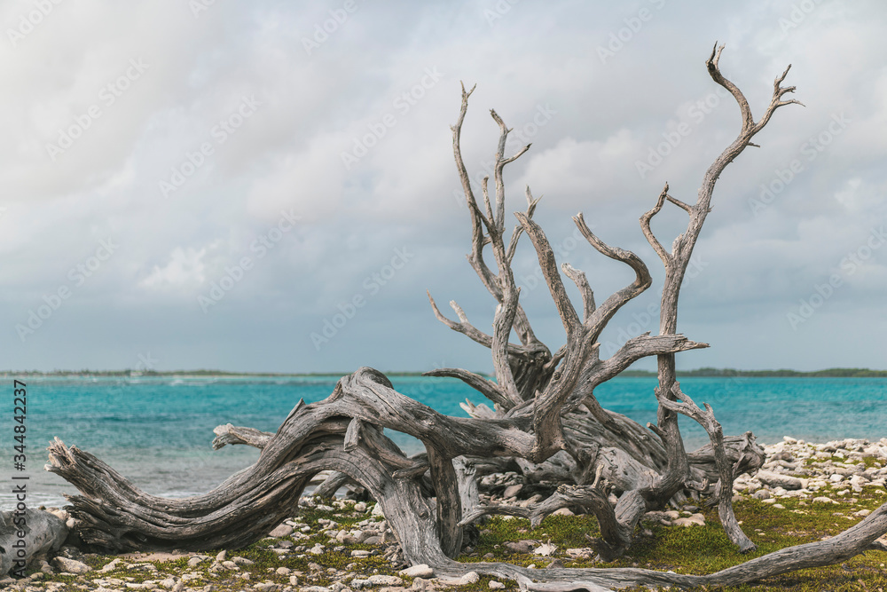 dead tree on the caribbean beach, Bonaire