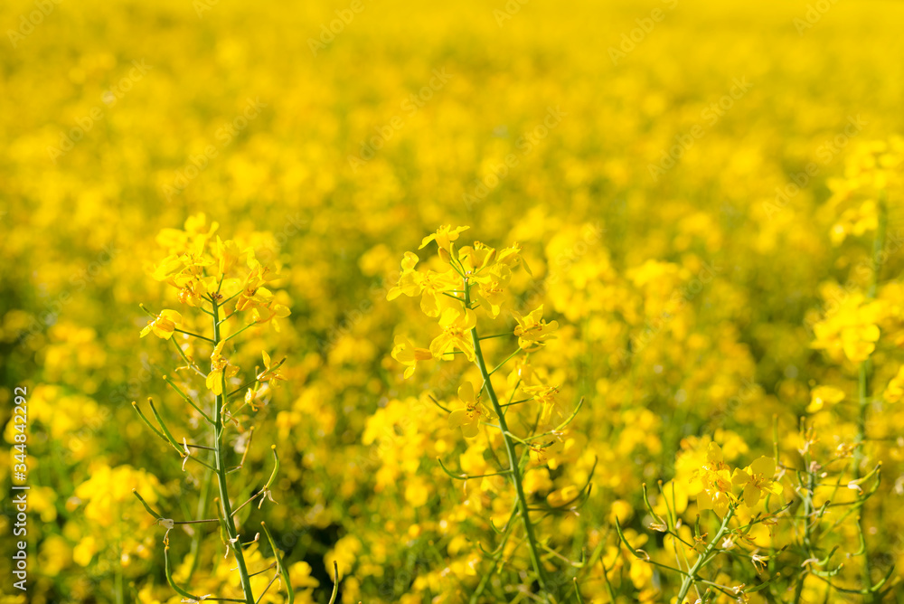 Ripening rapeseed flower close up, in the background a field of rapeseed, on a beautiful sunny day, natural light. Ripening rapeseed flower close up, in the background a field of rapeseed, on a beautiful sunny day, natural light.