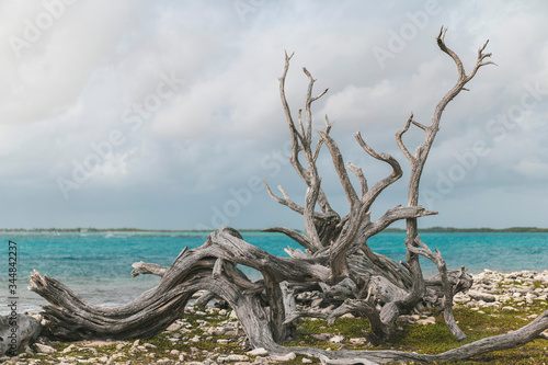dead tree on the caribbean beach, Bonaire