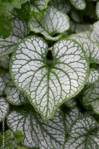 Heart-shaped patterned brunera leaf, from nature with love: green leaf with white border, nature loves us, take care of nature photo