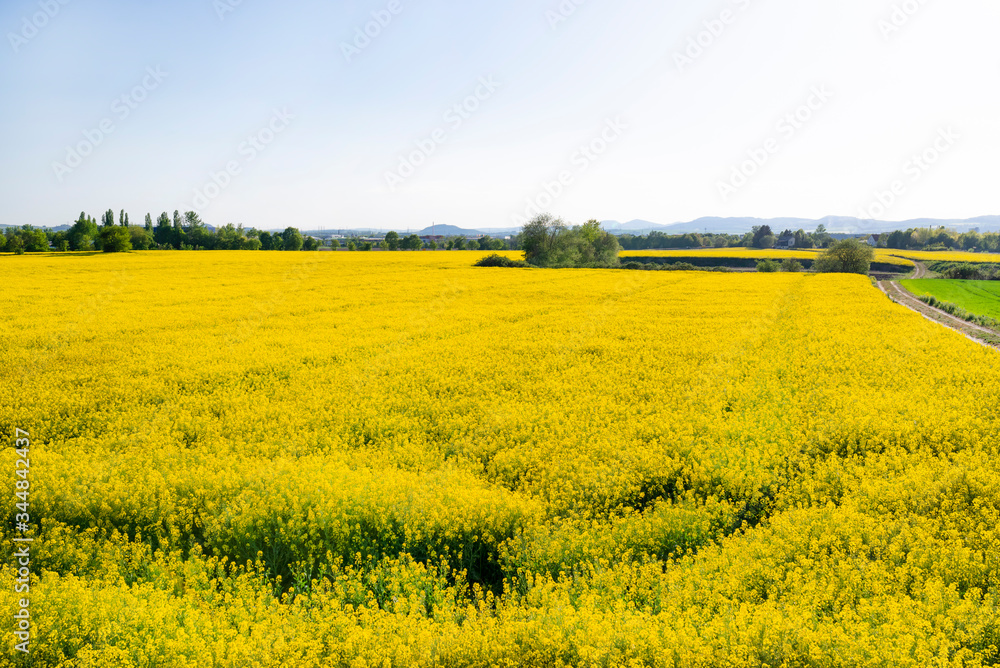 Ripened rapeseed on a field in western Germany, in the background a blue sky, natural light.