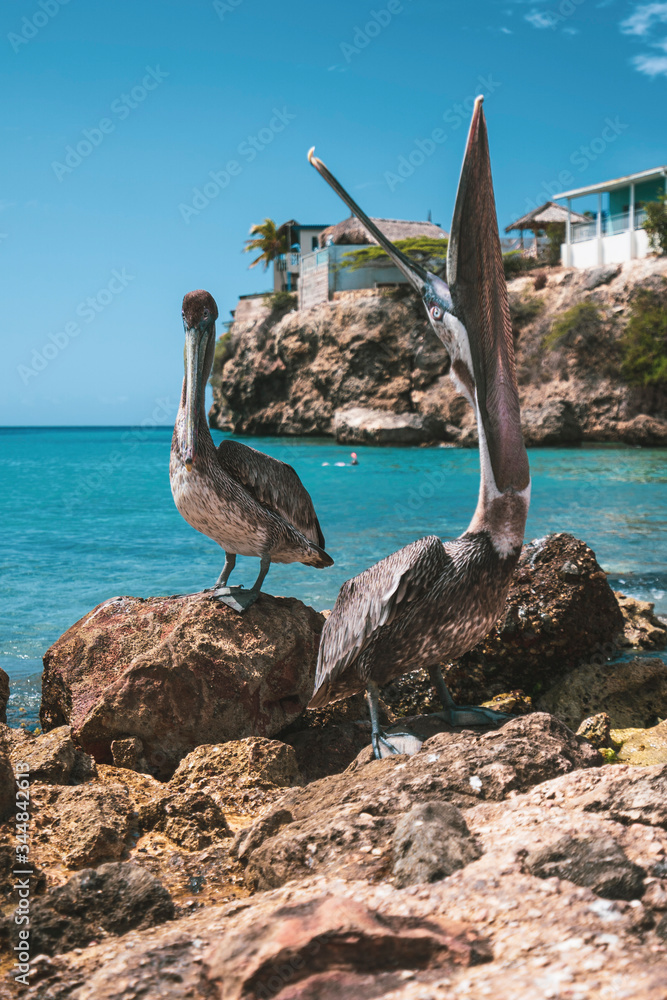 two pelicans sitting on rocks with open mouth, Caribbean Island two pelicans sitting on rocks with open mouth, Caribbean Island