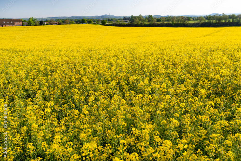 Ripened rapeseed on a field in western Germany, in the background a blue sky, natural light. Ripened rapeseed on a field in western Germany, in the background a blue sky, natural light.