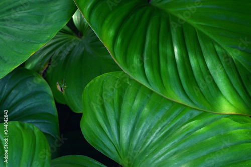The green leaves are fading from sunlight. tropical leaf, large foliage, abstract green texture