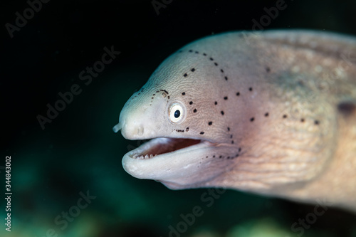 Muraenidae - .Moray eels © michaelgeyer