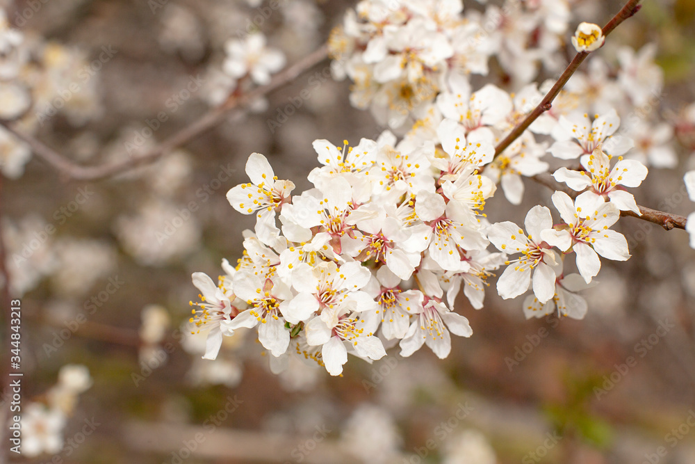 Bird cherry. blooming branch close-up.