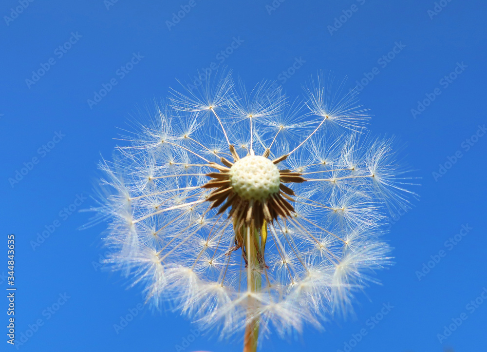 Pusteblume