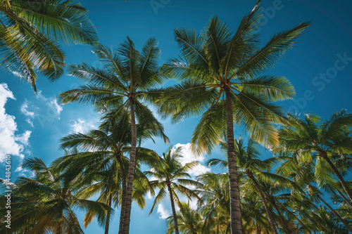 coconut palm trees with beautiful blue sky, Caribbean Island