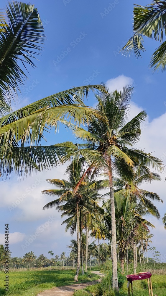 coconut tree in rice fields