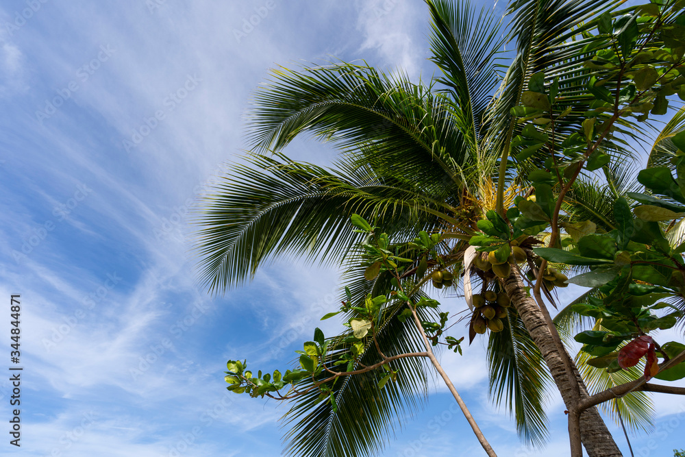 Fototapeta premium young coconut palm tree on sunny day with clouds, Caribbean Island