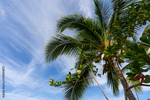 young coconut palm tree on sunny day with clouds  Caribbean Island