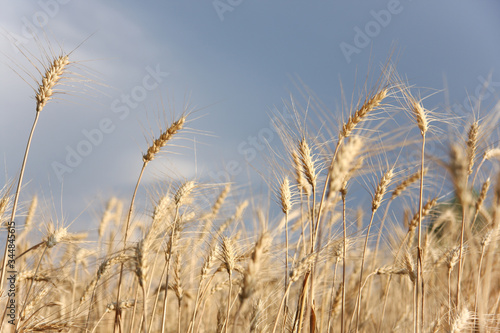 Wheat field. Ripe golden wheat ears before harvesting against a stormy sky