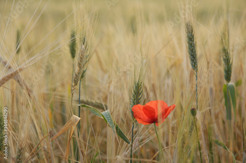 Close-up of red poppy flower among ripening ears of wheat