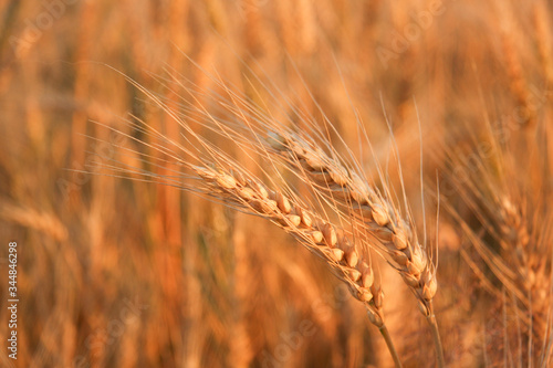 Close-up of ripe ears of wheat on a background of a field before harvesting