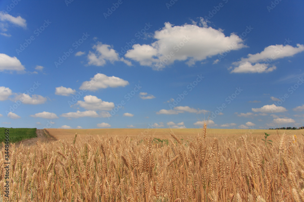 Wheat field. Ripe golden wheat ears before harvesting against the blue sky with white clouds Wheat field. Ripe golden wheat ears before harvesting against the blue sky with white clouds