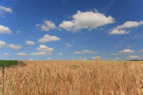 Wheat field. Ripe golden wheat ears before harvesting against the blue sky with white clouds