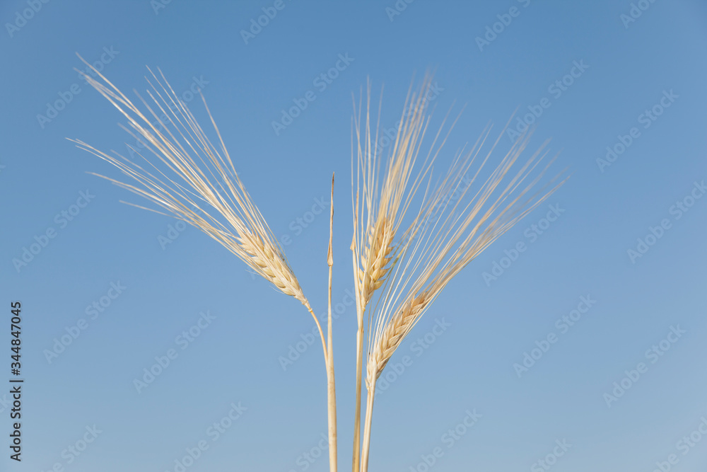 Closeup of three ripe spikelets of barley against a blue sky Closeup of three ripe spikelets of barley against a blue sky