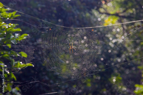 The spider stands on the huge web in Thomson Natural Park Singapore.