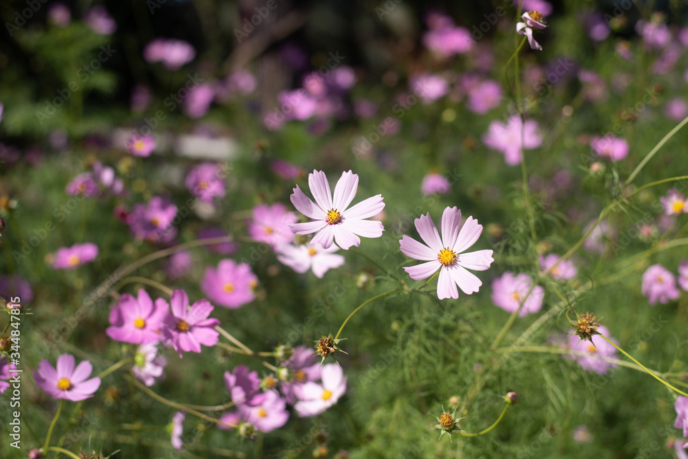 Purple cosmos flowers in gardening use for background or wallpaper Purple cosmos flowers in gardening use for background or wallpaper