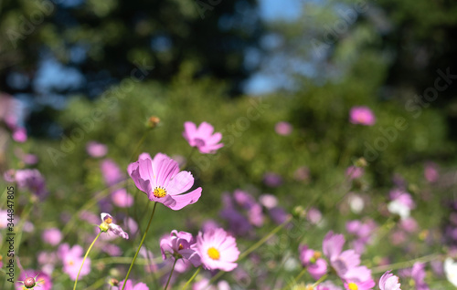 Purple cosmos flowers in gardening use for background or wallpaper