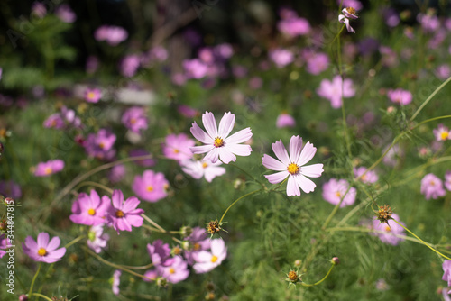 Purple cosmos flowers in gardening use for background or wallpaper © mnonchan