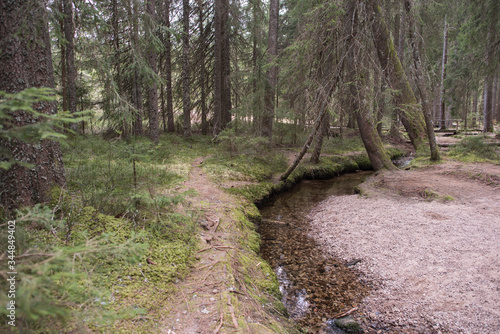 Enchanted forest path in the Bernau high valley, beautiful high moor landscape of the Taubenmoos. photo