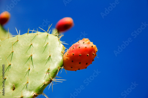 Prickly pear cactus aka opuntia with ripe red and yellow fruit