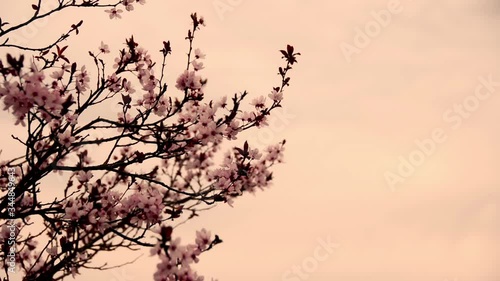 flowers of an almond tree in sunset