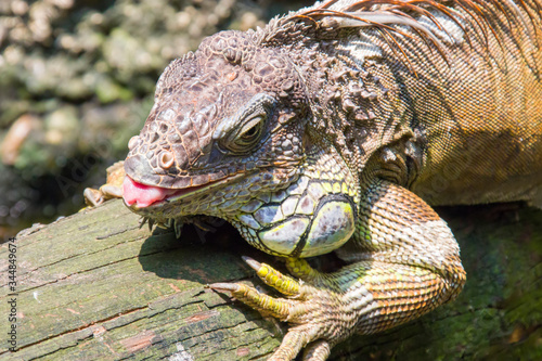 The green iguana  also known as the American iguana  is a large  arboreal  mostly herbivorous species of lizard of the genus Iguana.