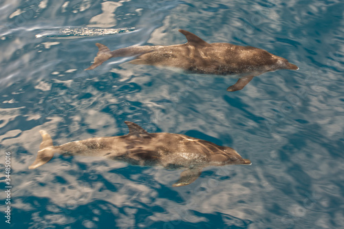 Atlantic Spotted Dolphins, La Palma, Canaries