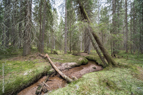 Enchanted forest path in the Bernau high valley, beautiful high moor landscape of the Taubenmoos. photo